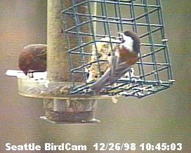 Chestnut-Backed Chickadee