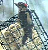 Male Downy Woodpecker