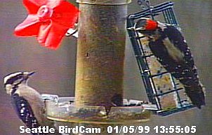 Downy Woodpeckers