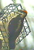 Hairy Woodpecker