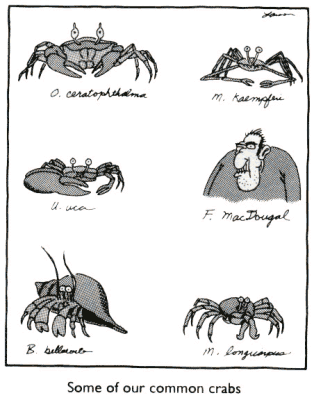 Common Crabs