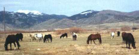 Horses.jpg - 15 K