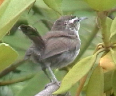 Bewick's Wren