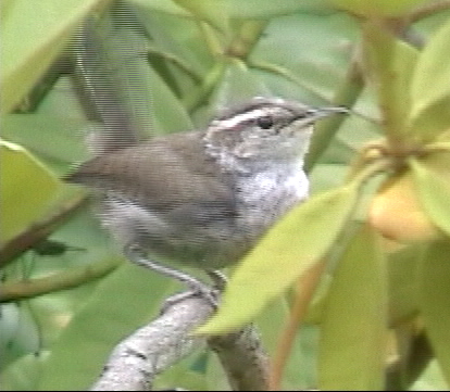 Bewick's Wren