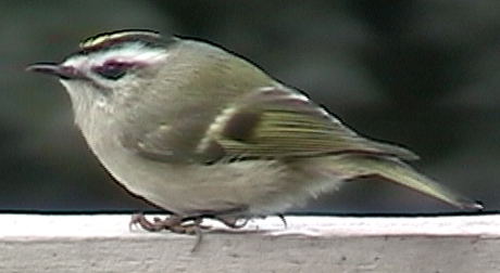 Golden-Crowned Kinglet