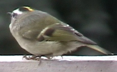 Golden-Crowned Kinglet