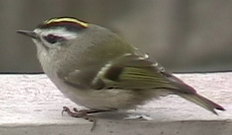 Golden-Crowned Kinglet