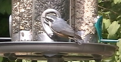 Female Nuthatch