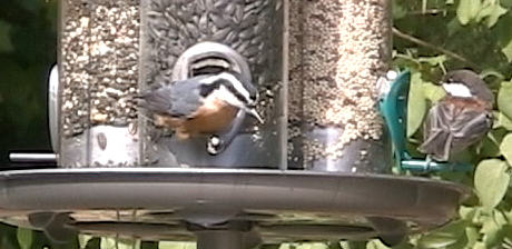 Male Nuthatch