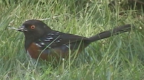 Male Towhee