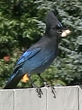 Steller's Jay