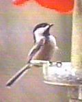 Black-Capped Chickadee