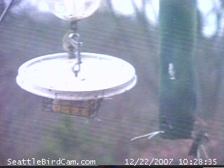 Current Seattle BirdCam (tm) Image
