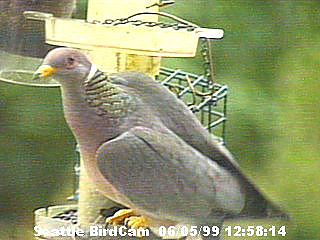 Band-Tailed Pigeon