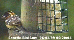 Black-Headed Grosbeak