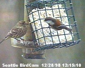 Chestnut-Backed Chickadee