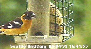 Black-Headed Grosbeak