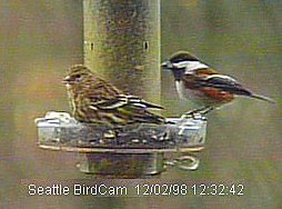 Chestnut-Backed Chickadee