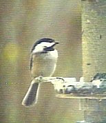 Black-Capped Chickadee