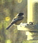 Black-Capped Chickadee