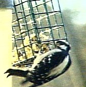 Female Downy Woodpecker