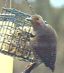 Northern Flicker