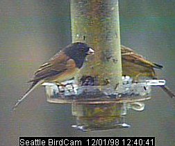 Dark-Eyed Junco