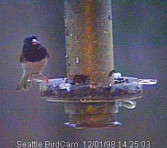 Dark-Eyed Junco