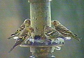 Pine Siskin