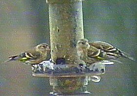 Pine Siskin