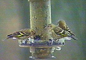 Pine Siskin