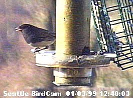 Dark-Eyed Junco