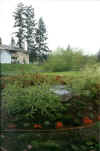 garden1.jpg (48539 bytes)