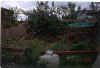 garden4.jpg (61968 bytes)