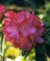 rhody.jpg (14761 bytes)
