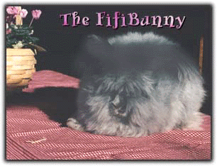 The FifiBunny