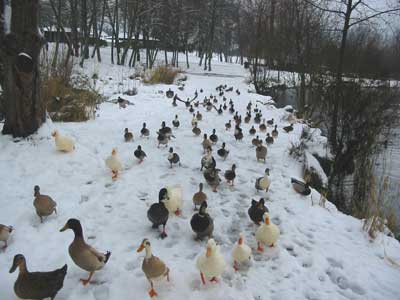 ducks_galore