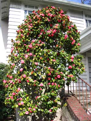 blooming_camellias
