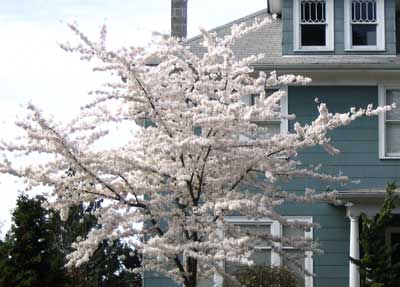 neighbors_white_flowering_cherry