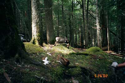 deer_munching_plants