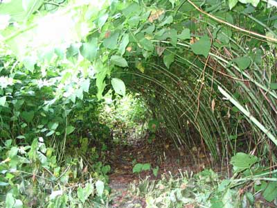 tunnel_of_plants