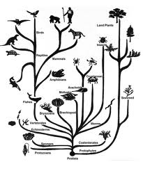 evolutionary tree of animals and plants