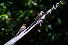 birds- the boss watches as worker dismantles my favorite hammock to build a nest!