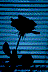 Dark Rose