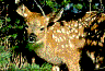Fawn