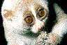 Sloth