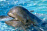 Whale